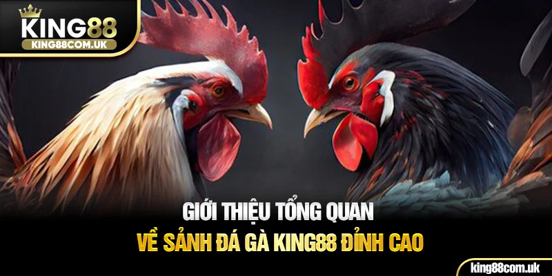 Giới thiệu tổng quan về sảnh đá gà KING88 đỉnh cao