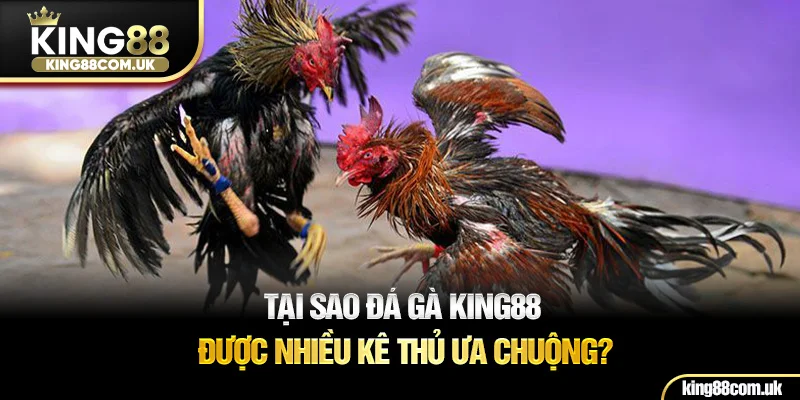 Tại sao đá gà KING88 được nhiều kê thủ ưa chuộng?